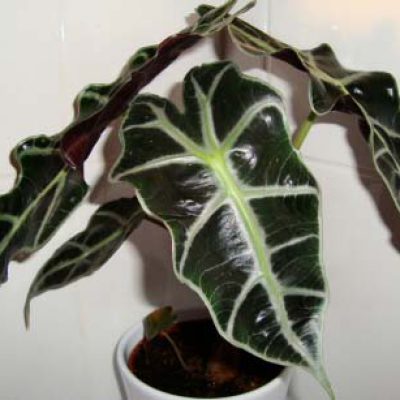 Alocasia-leaves