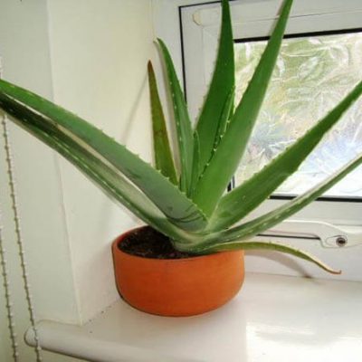 Aloe_vera_houseplant