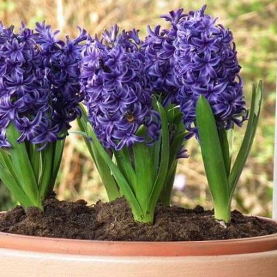 Hyacinths-blue