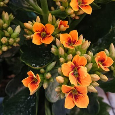 Kalanchoe-blossfeldiana-orange-flowers