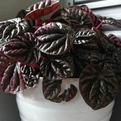 Peperomia-plant-purple