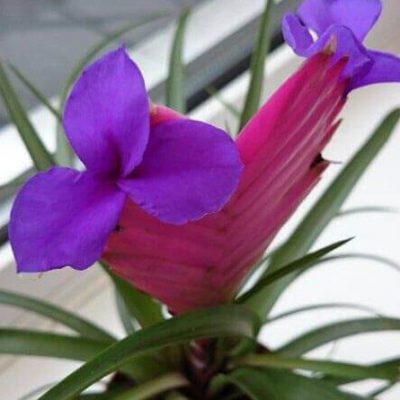 Tillandsia-cyanea-houseplant-flowering