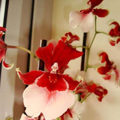 Vuylstekeara-Cambria-orchid