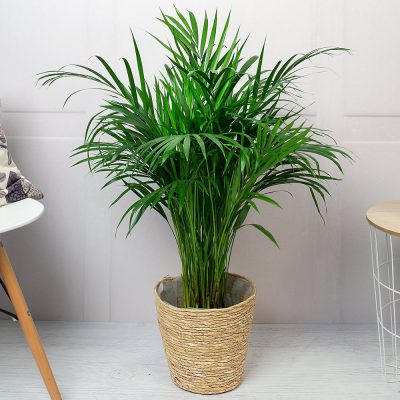 areca-palm-plant