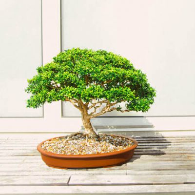 bonsai-houseplant
