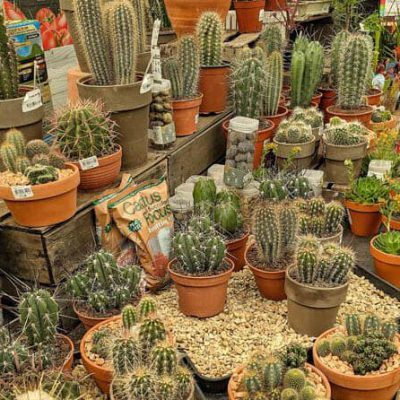 cacti-houseplants