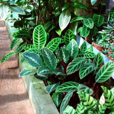 calathea-house-plants