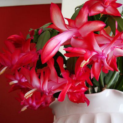 christmas-cactus-red-flowers