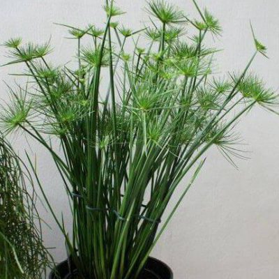 cyperus-haspan-umbrella-grass