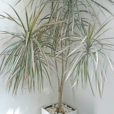 dragon-tree-dracaena-marginata-houseplant-1