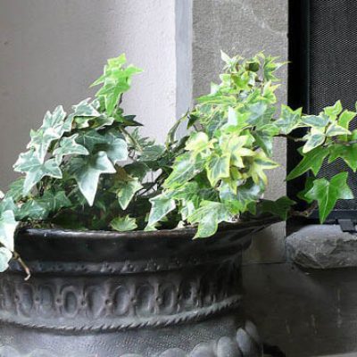 english_ivy_in_pot_hedera_helix