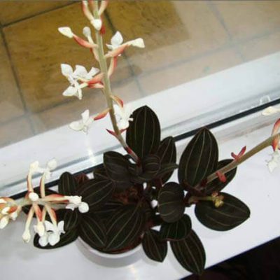 jewel-orchid-Ludisia-discolor
