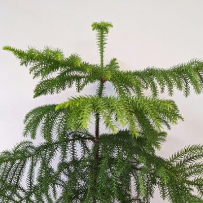 norfolk-island-pine-araucaria-heterophylla-houseplant