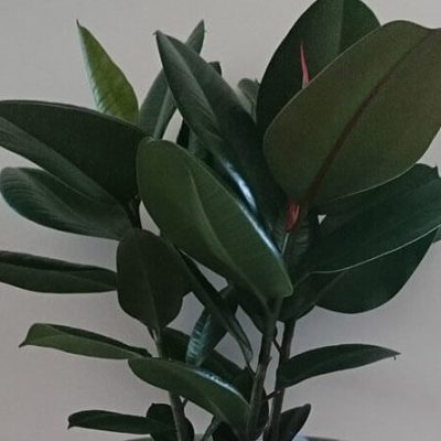 rubber-plant-ficus-elastica-houseplant