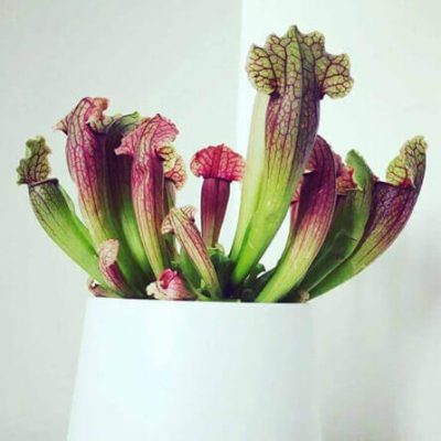 sarracenia-trumpet-pitcher-plant-houseplant