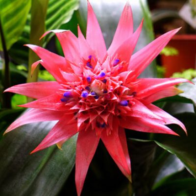 urn-plant-Aechmea-Fasciata-flower