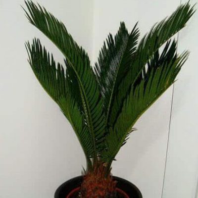 young-sago-palm-in-pot